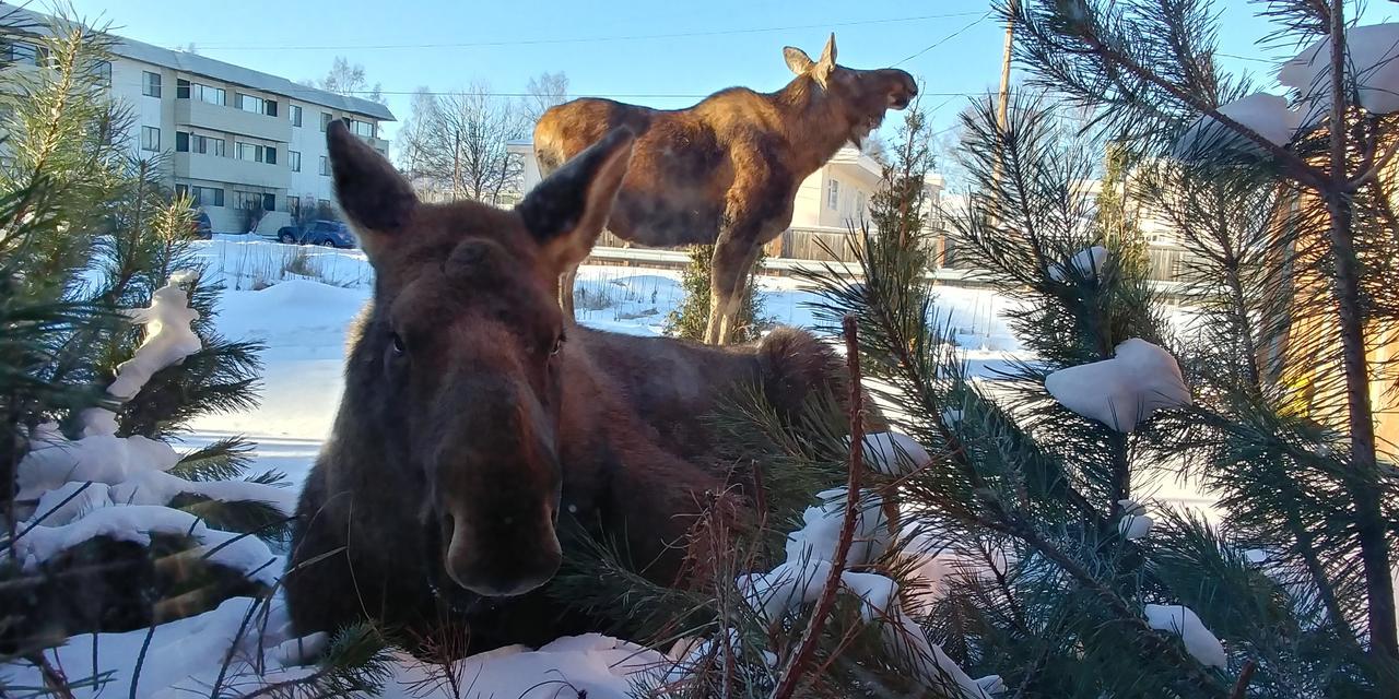 Arctic Adventure Hostel Anchorage Bagian luar foto
