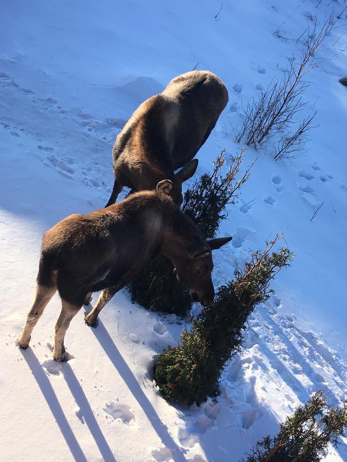Arctic Adventure Hostel Anchorage Bagian luar foto