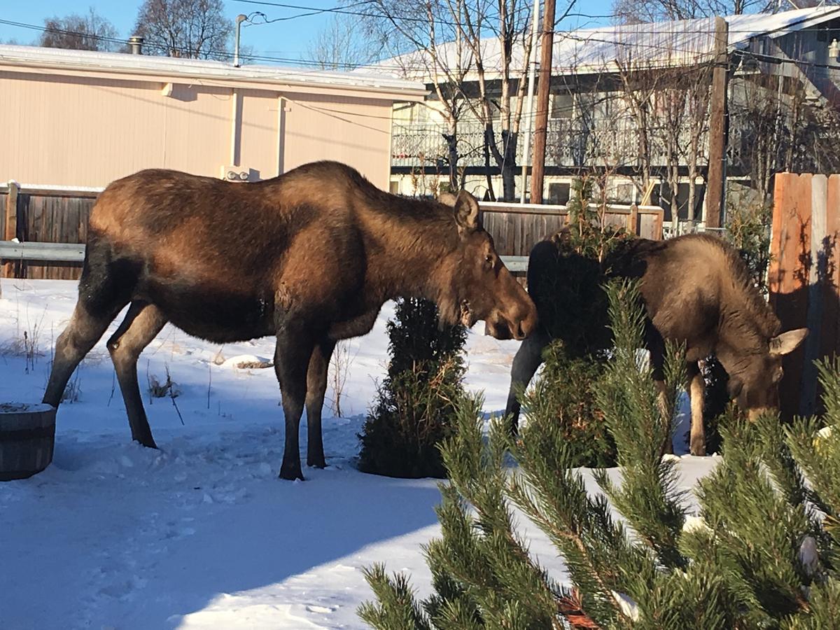 Arctic Adventure Hostel Anchorage Bagian luar foto